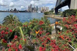 Sydney: Private Half or Full-Day Sightseeing Tour