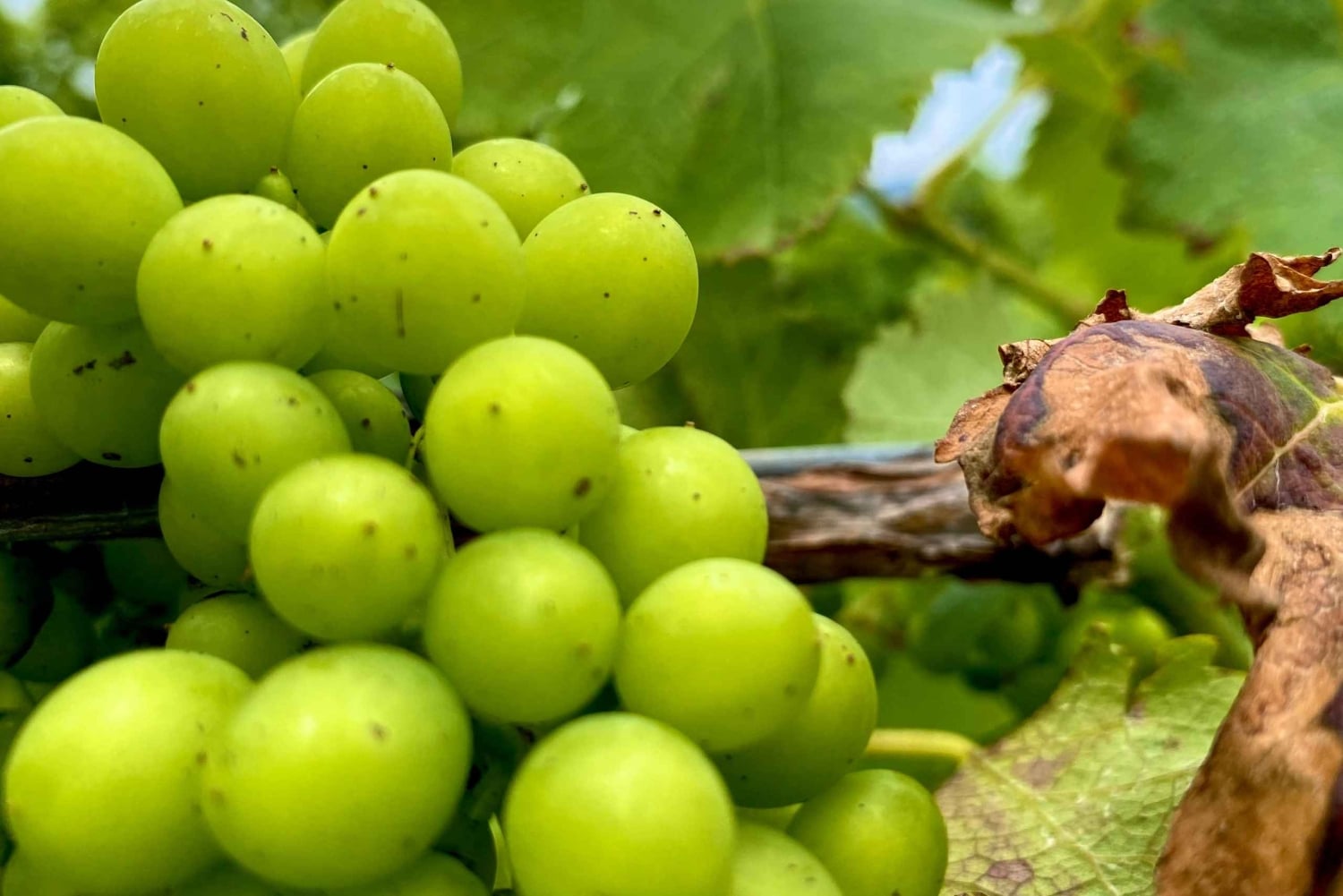 Sydney: Private Hunter Valley Premium Wine Tasting Luxe Tour