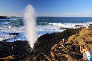 Sydney: Excursão privada pela costa sul, terras altas e Kiama