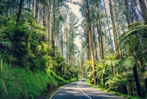 Sydney: Excursão privada pela costa sul, terras altas e Kiama