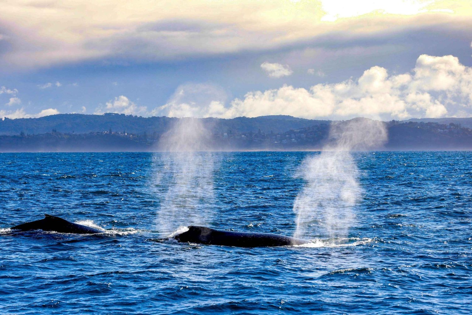 Sydney: Private Whale Watching Cruise