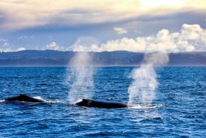 Sydney: crociera privata per l'avvistamento delle balene