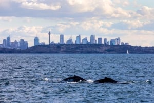 Sydney: crociera privata per l'avvistamento delle balene