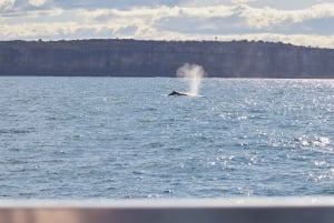 Sydney: crociera privata per l'avvistamento delle balene