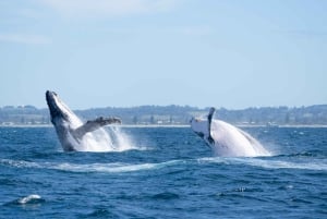 Sydney: crociera privata per l'avvistamento delle balene