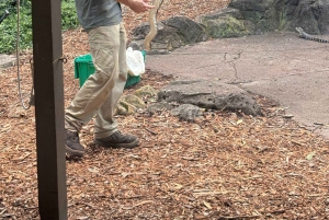 Sydney: Reptile Park and Avoca Beach Day Trip with Entry