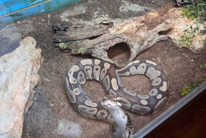 Sydney: Reptile Park and Avoca Beach Day Trip with Entry