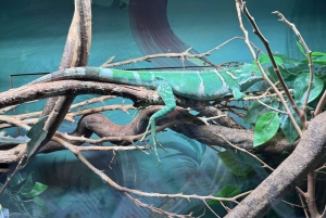 Sydney: Reptile Park and Avoca Beach Day Trip with Entry