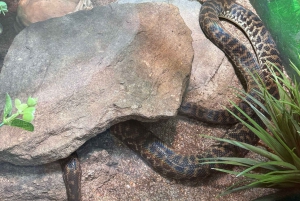 Sydney: Reptile Park and Avoca Beach Day Trip with Entry