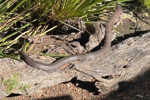 Sydney: Reptile Park and Avoca Beach Day Trip with Entry