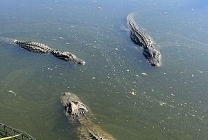 Sydney: Reptile Park and Avoca Beach Day Trip with Entry