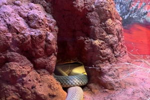 Sydney: Park gadów i plaża Avoca - 1-dniowa wycieczka z wstępem