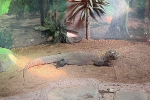 Sydney: Park gadów i plaża Avoca - 1-dniowa wycieczka z wstępem