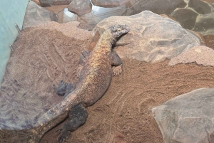 Sydney: Park gadów i plaża Avoca - 1-dniowa wycieczka z wstępem