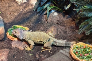 Sydney: Park gadów i plaża Avoca - 1-dniowa wycieczka z wstępem
