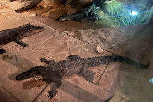 Sydney: Park gadów i plaża Avoca - 1-dniowa wycieczka z wstępem