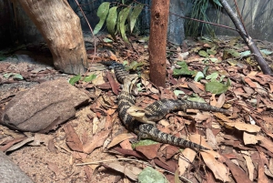 Sydney: Park gadów i plaża Avoca - 1-dniowa wycieczka z wstępem