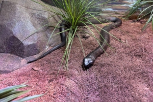 Sydney: Park gadów i plaża Avoca - 1-dniowa wycieczka z wstępem