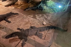 Sydney: Park gadów i plaża Avoca - 1-dniowa wycieczka z wstępem