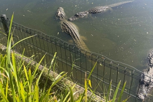 Sydney: Park gadów i plaża Avoca - 1-dniowa wycieczka z wstępem