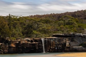 Sydney: Dagstur til Royal National Park med vandretur, picnic og svømning
