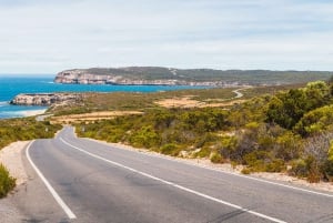 Sydney: Dagstur til Royal National Park med vandretur, picnic og svømning