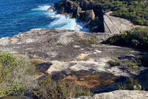 Sydney: Dagstur til Royal National Park med fottur, piknik og svømming