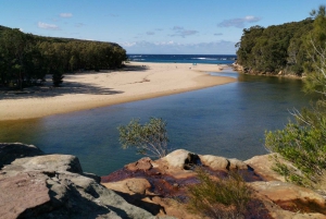 Sydney: Dagstur til Royal National Park med fottur, piknik og svømming