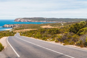 Sydney: Dagstur til Royal National Park med fottur, piknik og svømming