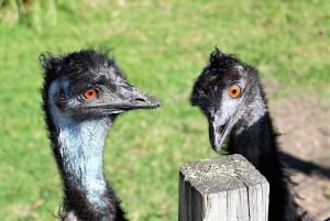 Sydney: Royal National Park private day tour