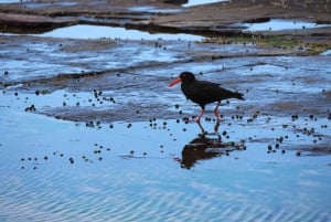 Sydney: Royal National Park private day tour