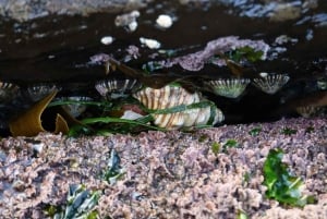 Sydney: Royal National Park private day tour