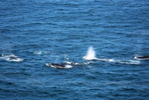 Sydney: Royal National Park private day tour