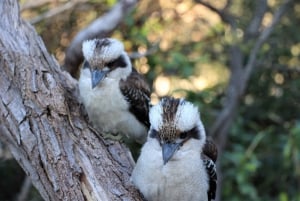 Sydney: Royal National Park private day tour