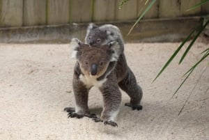 Sydney: Royal National Park private day tour