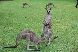 Sydney: Royal National Park private day tour
