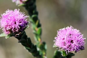 Sydney: Royal National Park private day tour