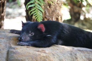 Sydney: Royal National Park private day tour