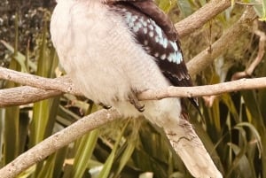 Sydney: Scenic Ferry & Sunset Experience in Watsons Bay