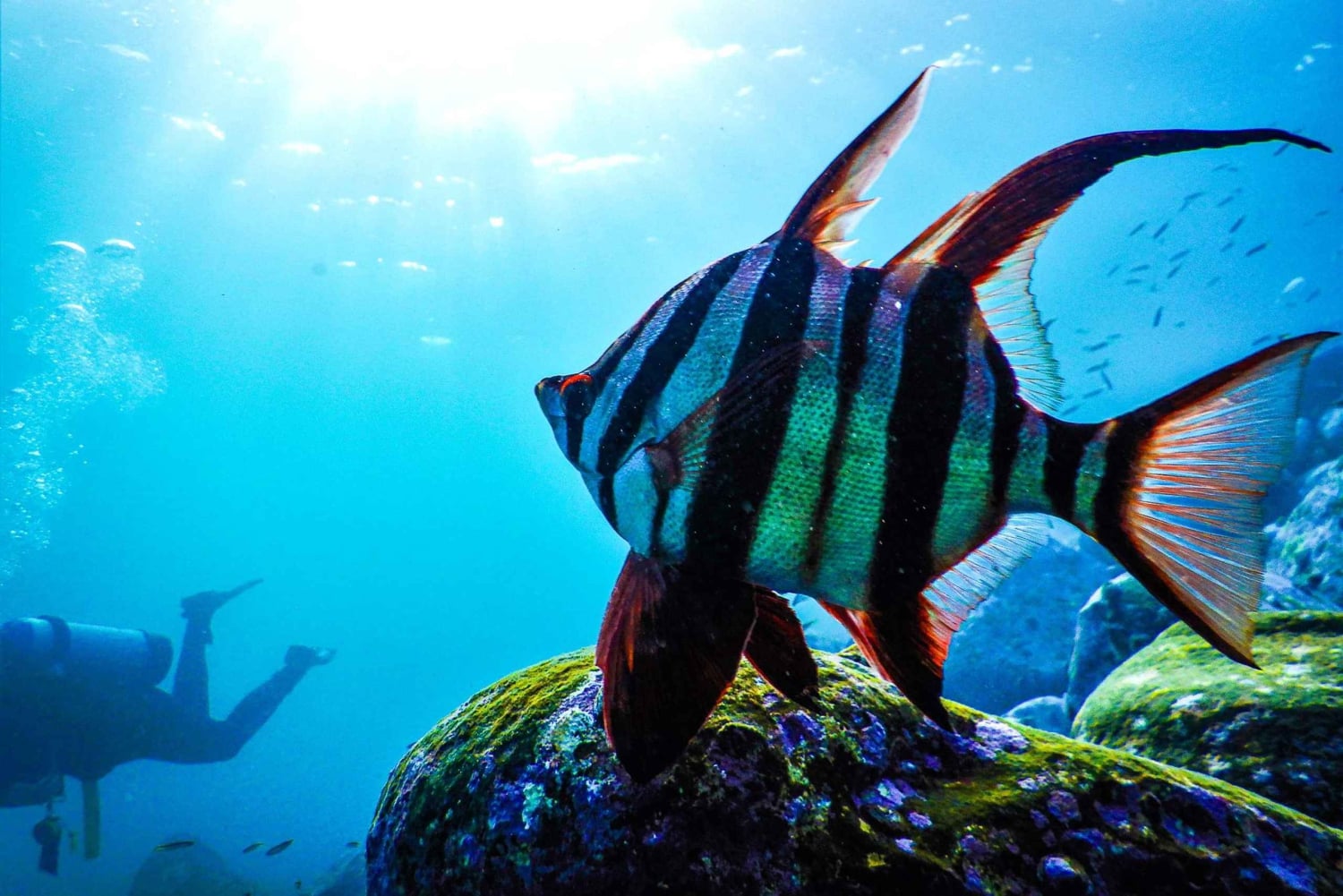 Snorkling i Sydney Snorklingstur för barn med privat tur