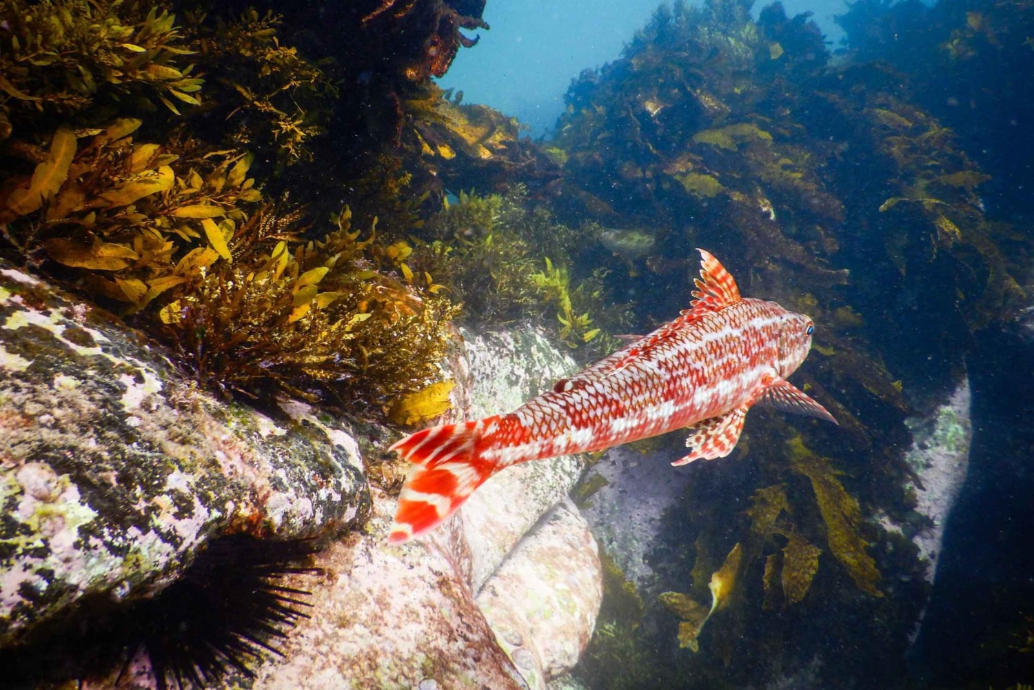 Snorkling i Sydney Snorklingstur för barn med privat tur