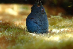Snorkling i Sydney Snorklingstur för barn med privat tur