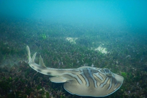 Snorkling i Sydney Snorklingstur för barn med privat tur