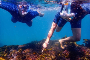 Snorkling i Sydney Snorklingstur för barn med privat tur