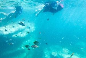 Snorkling i Sydney Snorklingstur för barn med privat tur