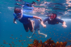 Snorkling i Sydney Snorklingstur för barn med privat tur