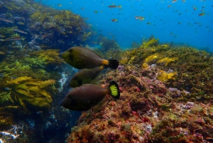 Snorkling i Sydney Snorklingstur för barn med privat tur