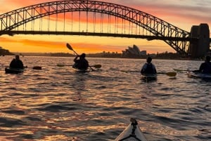 Tour in kayak all'alba nel porto di Sydney