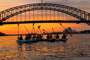 Tour in kayak all'alba nel porto di Sydney