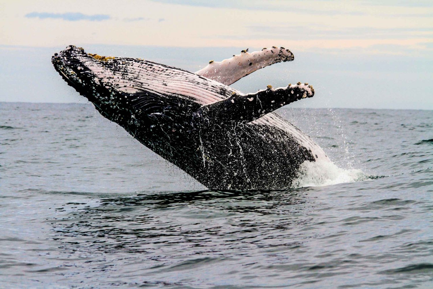 Sydney: Sunset Whale Watching Cruise from Sydney Harbour